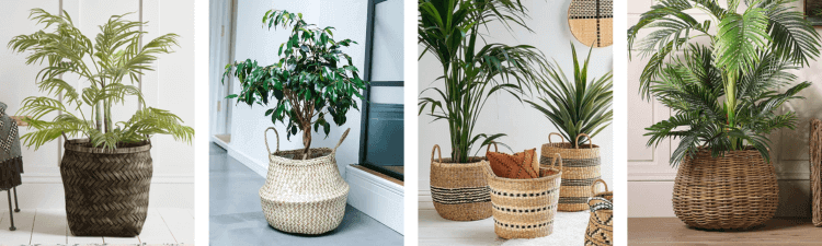 plant baskets